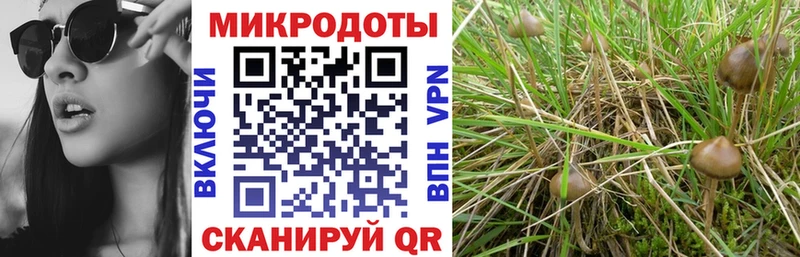 Псилоцибиновые грибы Psilocybine cubensis Ельня